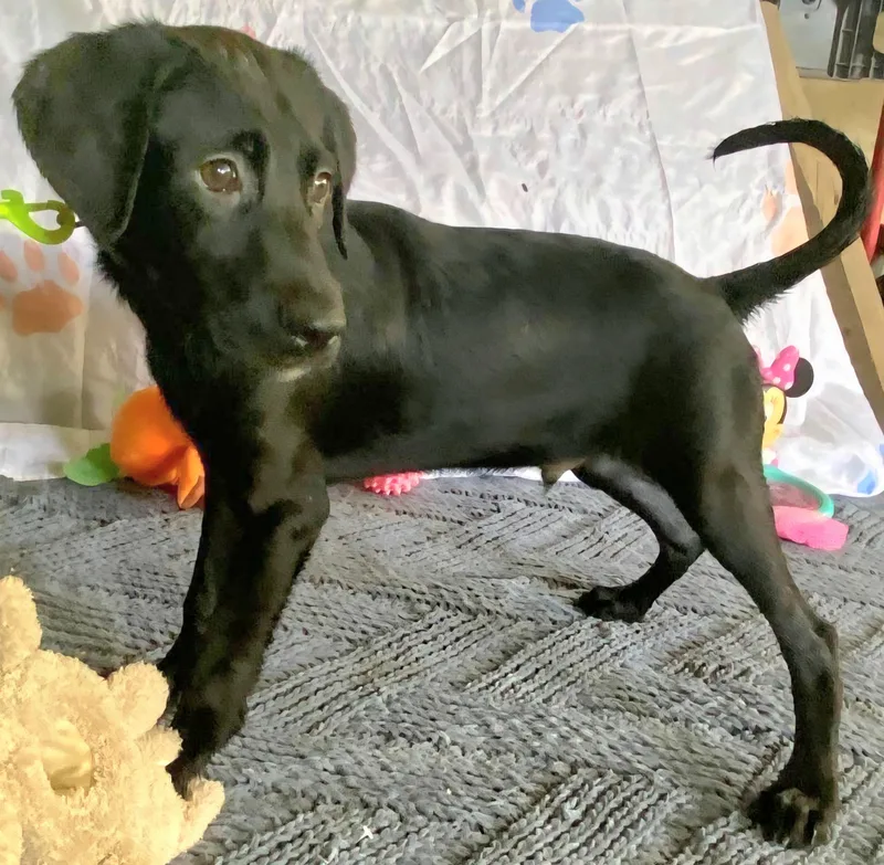 Negrito "let's Bond In thumbnail 3