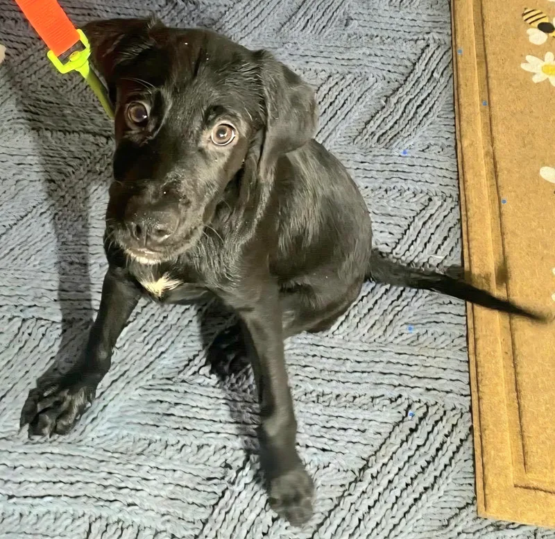 Negrito "let's Bond In thumbnail 4