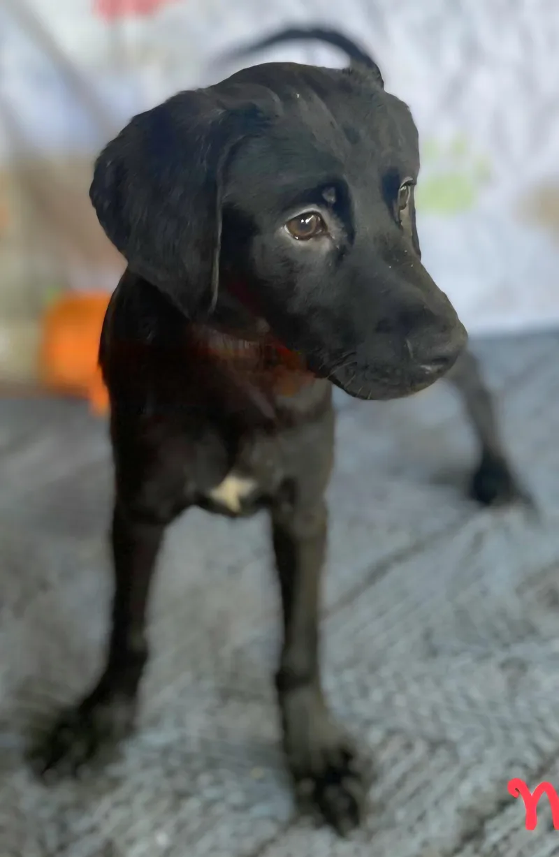 Negrito "let's Bond In thumbnail 5