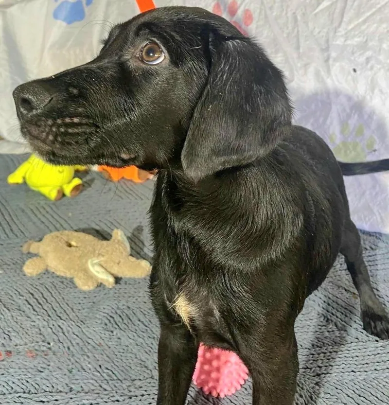 Negrito "let's Bond In thumbnail 6