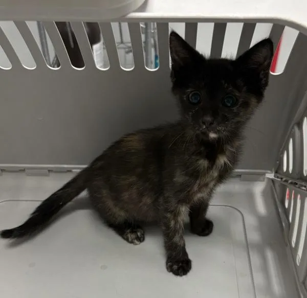 A baby small-sized female Domestic Short Hair cat named If for adoption in Lawrenceville, GA