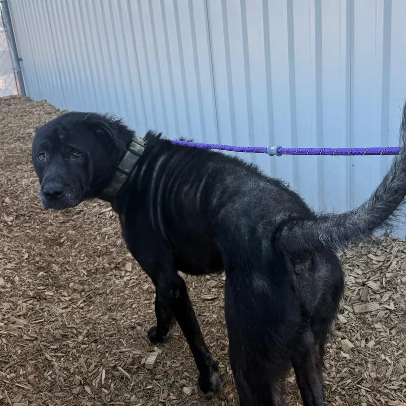 An adult large-sized male Black Mixed Breed dog named Alberto for adoption in Tacoma, WA