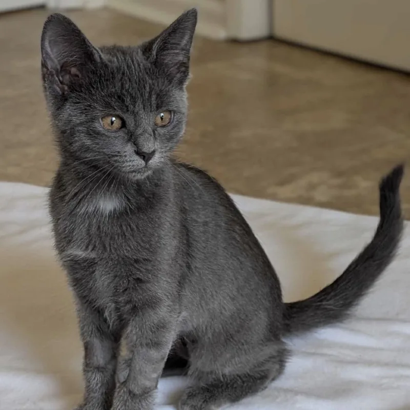 A baby small-sized female Gray / Blue / Silver Domestic Short Hair cat named Meredith for adoption in Huntsville, AL