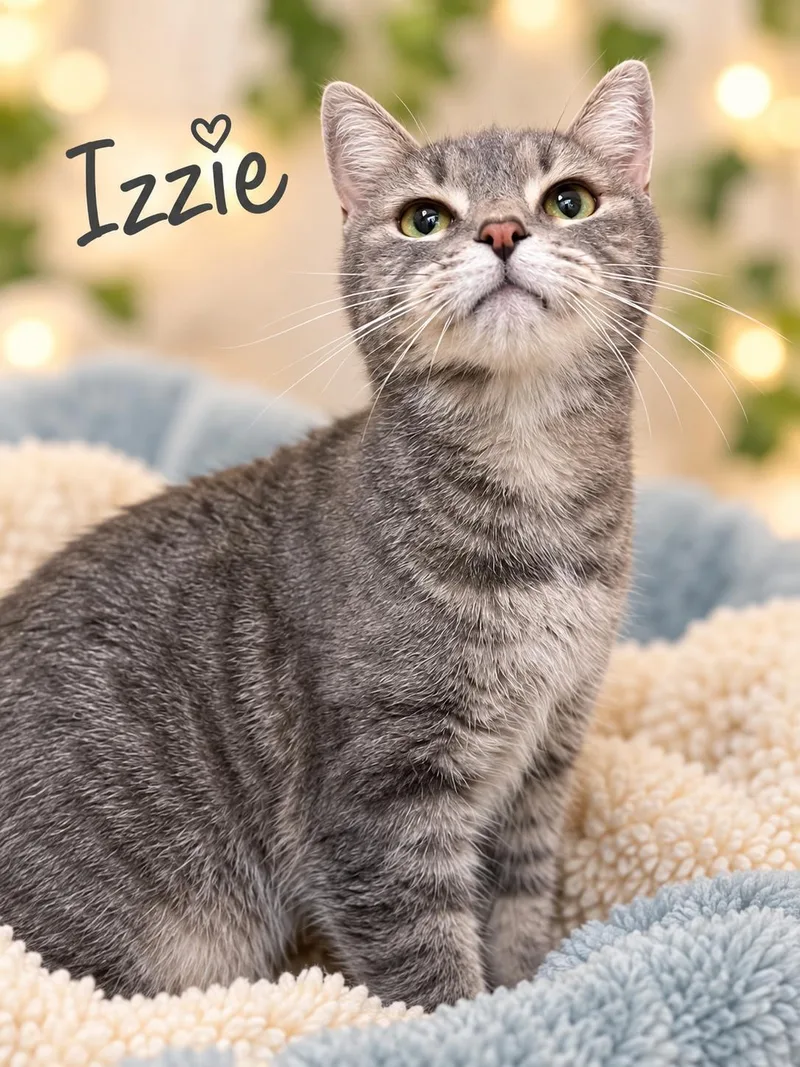 A senior medium-sized female Tabby cat named IzzieWillow Grove for adoption in Greenville, DE