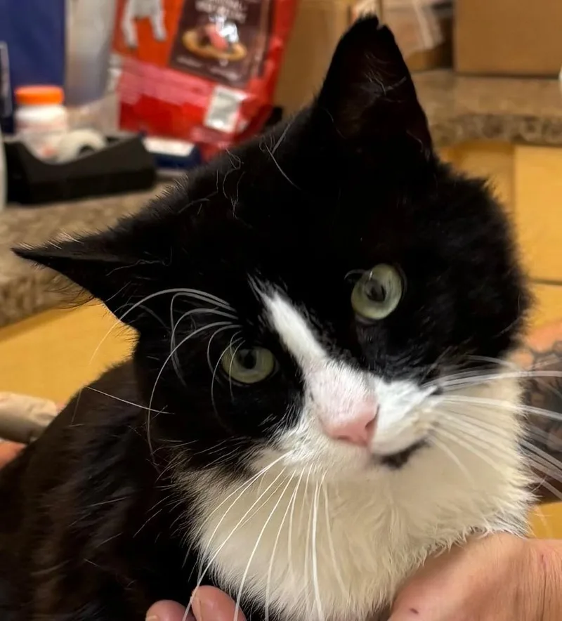 A young small-sized male Domestic Medium Hair cat named Lionheart for adoption in Elizabethton, TN