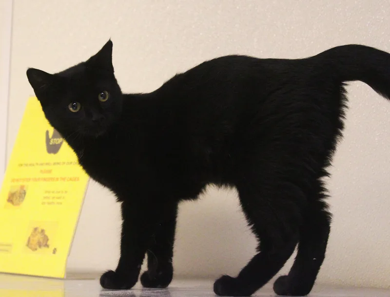 A young medium-sized female Black Domestic Short Hair cat named Galaxia for adoption in Yucca Valley, CA