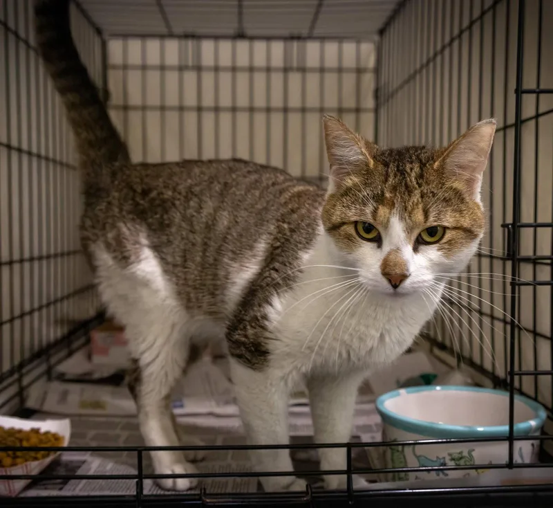 A young medium-sized male Tabby cat named Rudy for adoption in Greenville, DE