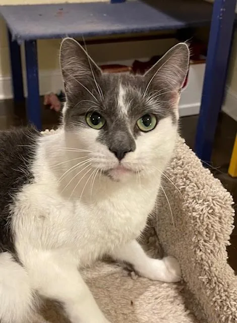 An adult medium-sized female Gray & White Domestic Short Hair cat named Tippy for adoption in Little Falls, NJ