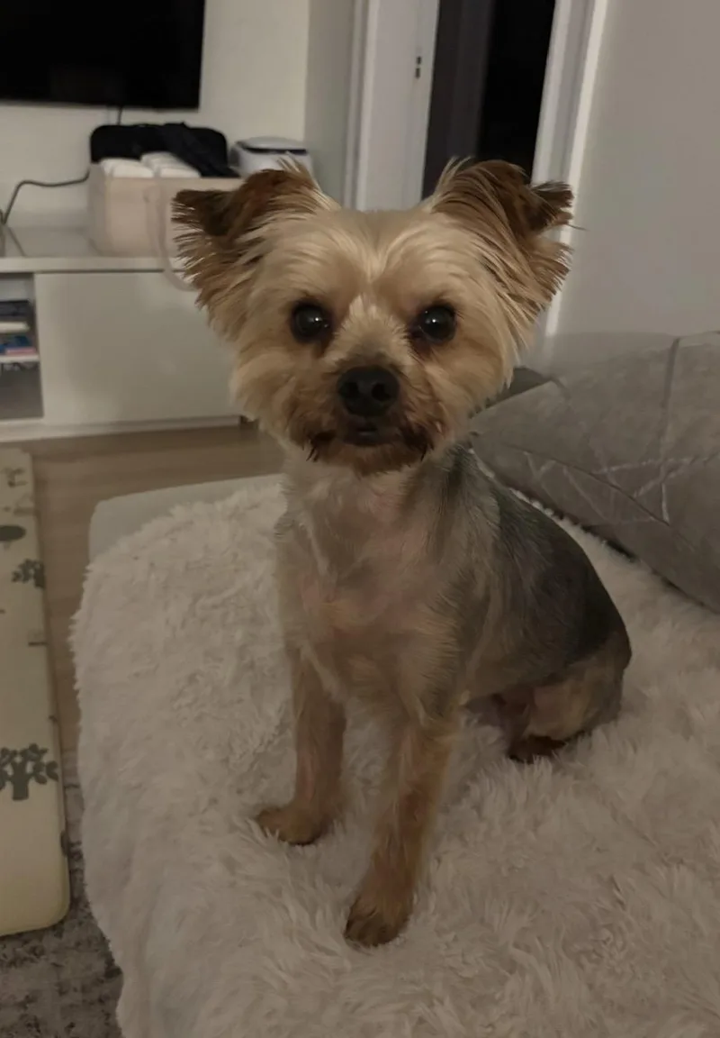A young small-sized female Yorkshire Terrier dog named Michi for adoption in Taunton, MA