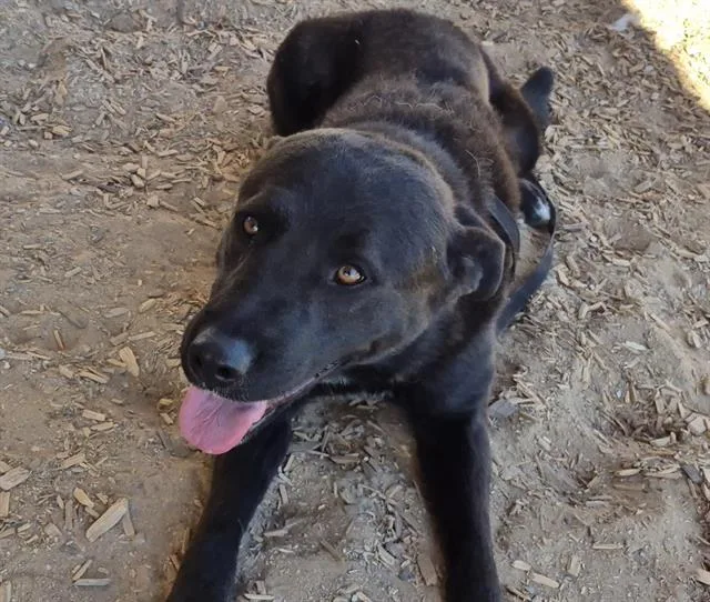An adult large-sized male Labrador Retriever dog named Bruno for adoption in Albuquerque, NM