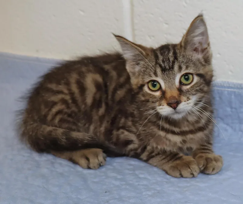 A baby medium-sized male Tabby (Brown / Chocolate) Tabby cat named Kana for adoption in Euclid, OH