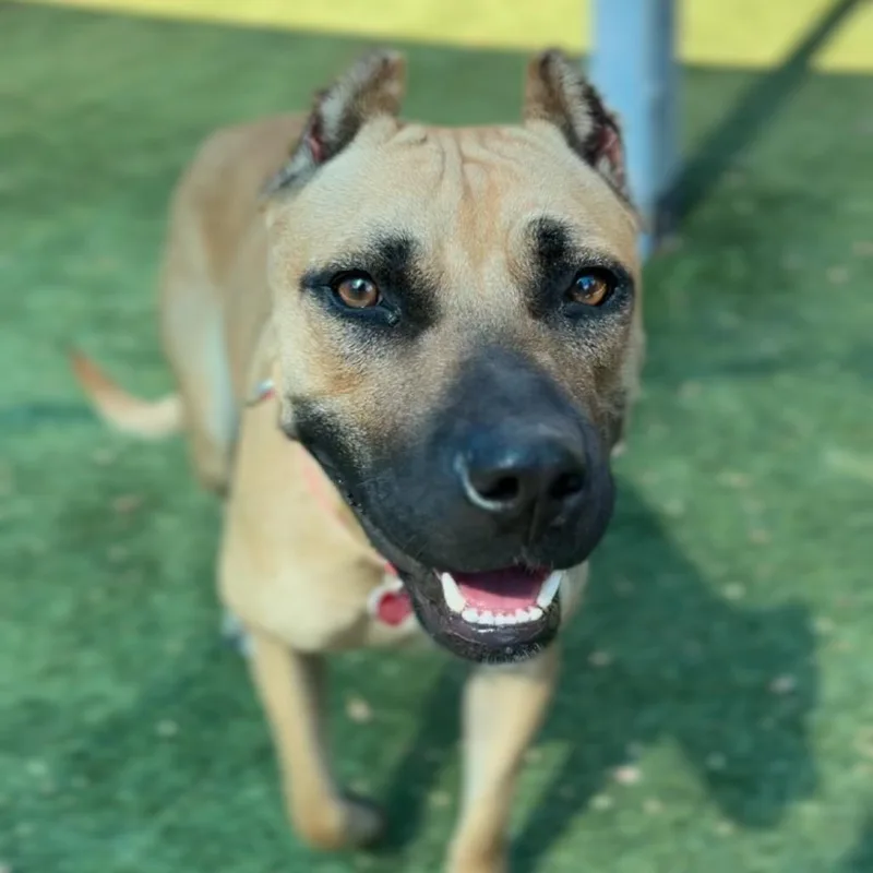 A young medium-sized female Pit Bull Terrier dog named Lola A for adoption in Mission Hills, CA
