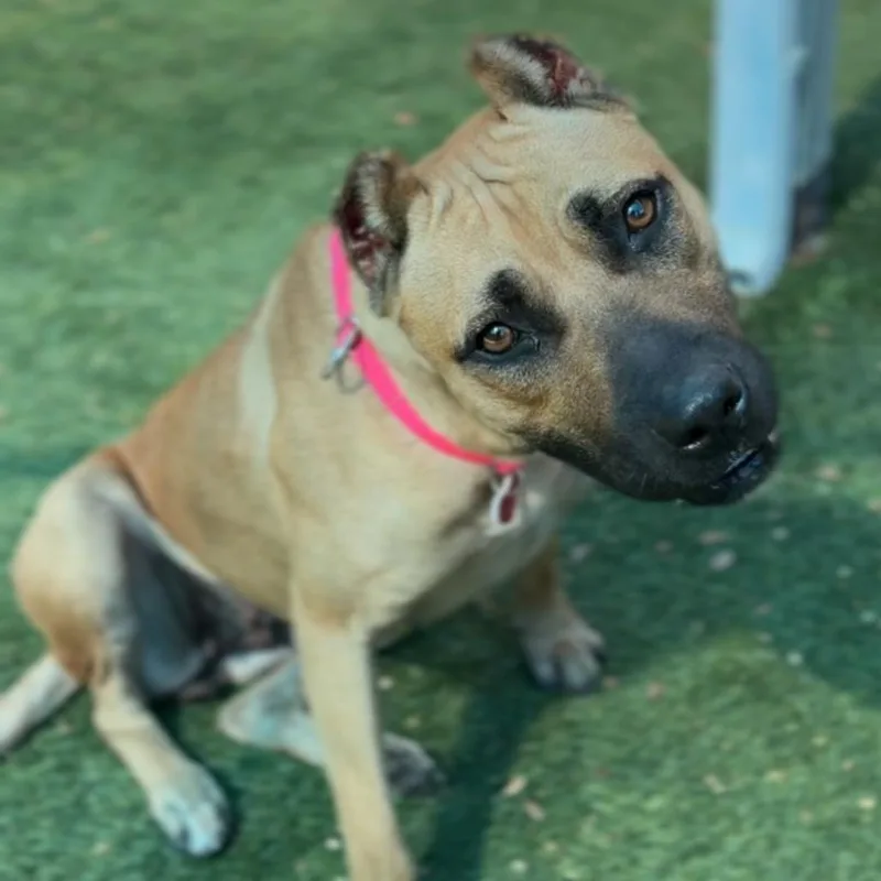 Lola A thumbnail 2