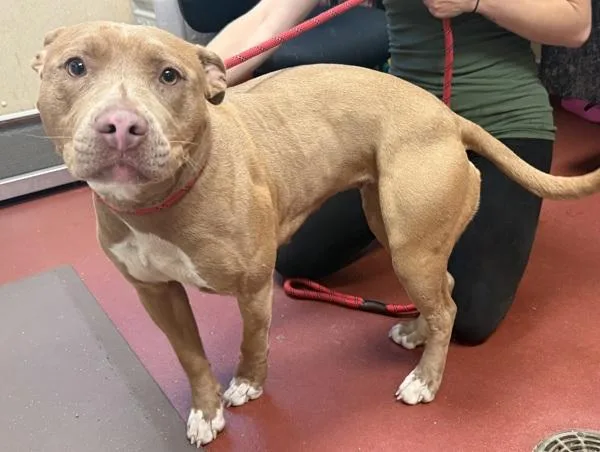 An adult large-sized female Pit Bull Terrier dog named Lady for adoption in Salisbury, MD