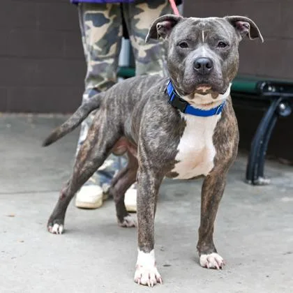 An adult large-sized male Mixed Breed dog named Bonfire for adoption in Chamblee, GA