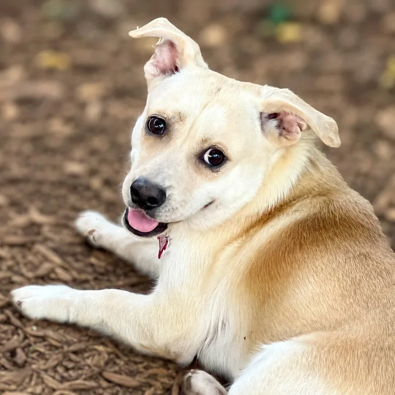 An adult small-sized male Yellow / Tan / Blond / Fawn Chihuahua dog named Roak for adoption in Boerne, TX
