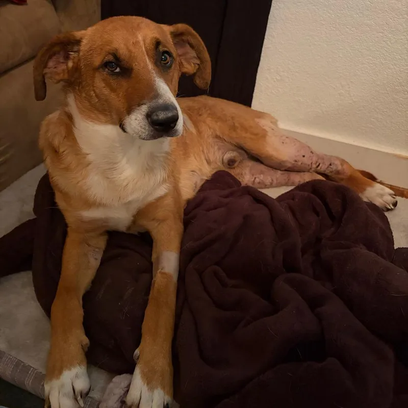 An adult small-sized male Yellow / Tan / Blond / Fawn Mixed Breed dog named Harlem for adoption in Fredericksburg, TX