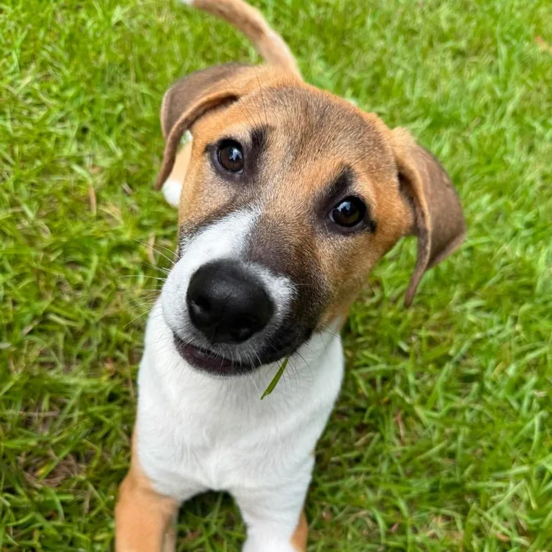 A baby medium-sized male Shepherd dog named Marley for adoption in Cumberland, RI