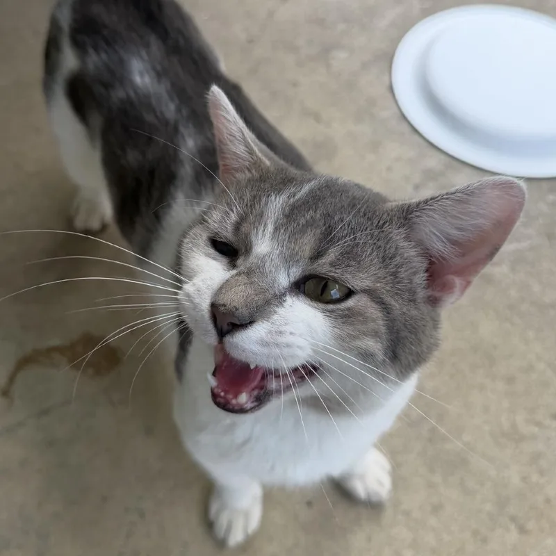 An adult medium-sized male American Shorthair cat named Sugar for adoption in Greensboro, NC