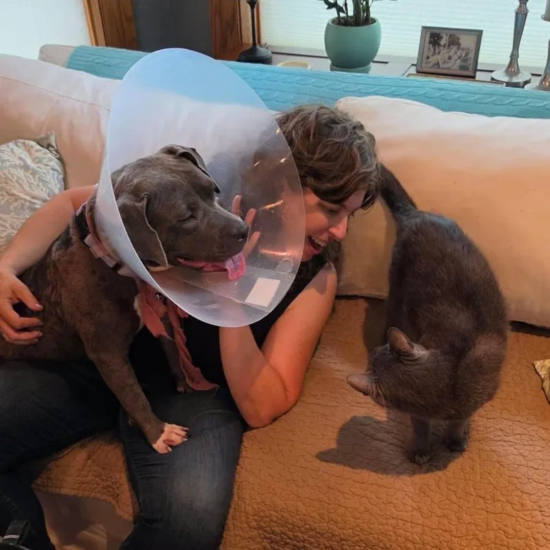 A young medium-sized female Pit Bull Terrier dog named Bethany for adoption in Chicago, IL