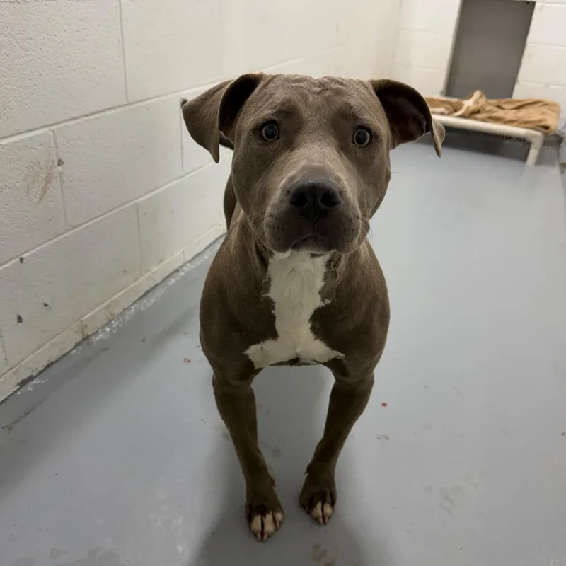 An adult large-sized female Gray / Blue / Silver Pit Bull Terrier dog named Dahlia for adoption in Troy, VA