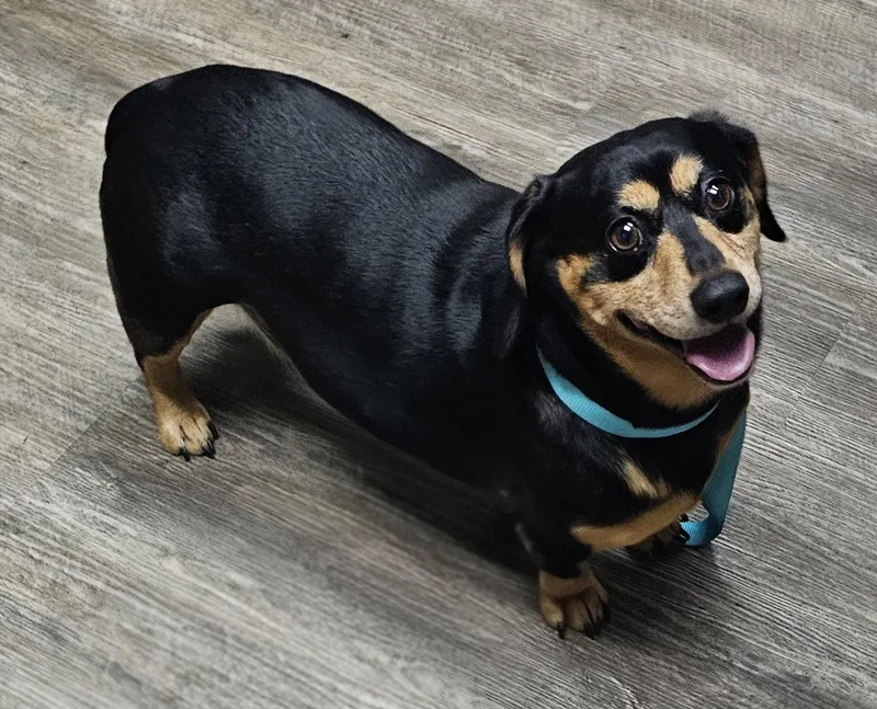 Snickers thumbnail 3