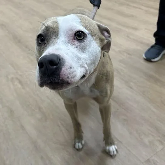 A young medium-sized female Brindle Pit Bull Terrier dog named Zaiel for adoption in Lyndhurst, VA