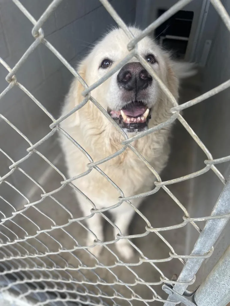 An adult large-sized male White / Cream Great Pyrenees dog named Ghost for adoption in Calhoun, KY