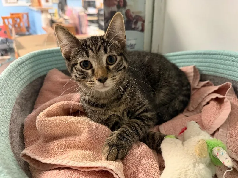 A baby small-sized male Domestic Short Hair cat named Mister for adoption in Port Jervis, NY