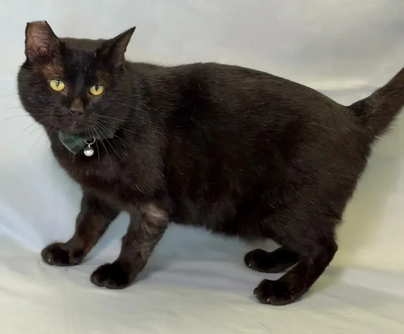 A young medium-sized male Black Domestic Short Hair cat named Kimmthy for adoption in Columbus, NE