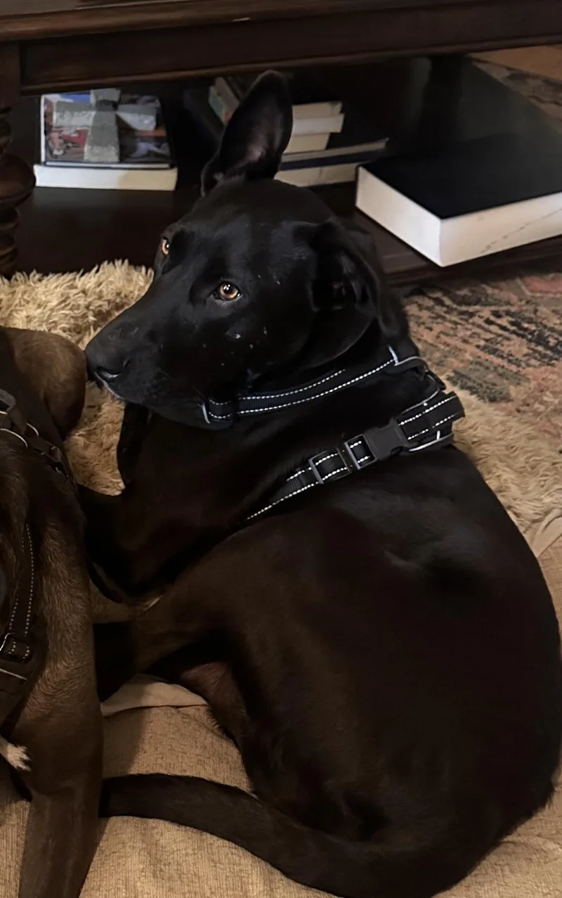 An adult medium-sized female Black Labrador Retriever dog named Sasha for adoption in San Francisco, CA
