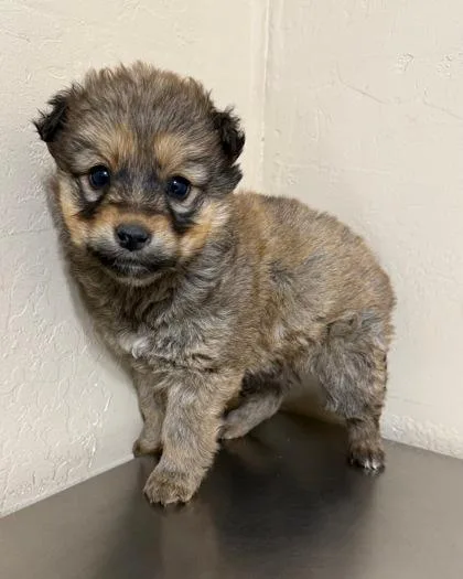 A young medium-sized female Brown / Chocolate Terrier dog named Sabrina for adoption in Flagstaff, AZ