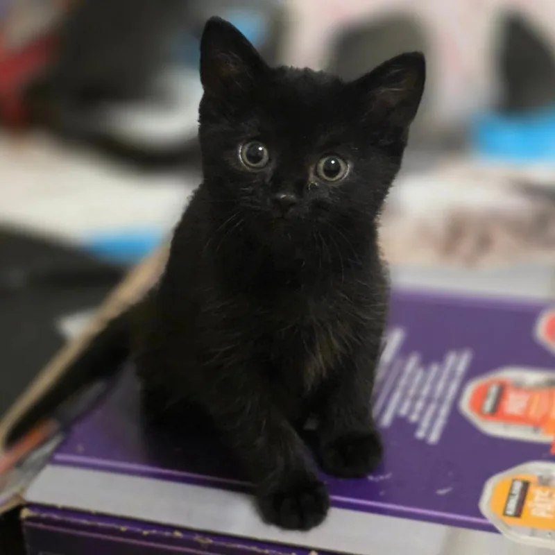 A baby small-sized female Black Domestic Short Hair cat named Velvet for adoption in Layton, UT