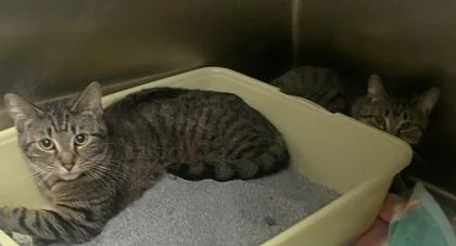 A young medium-sized female Domestic Short Hair cat named Angel for adoption in Hobart, IN