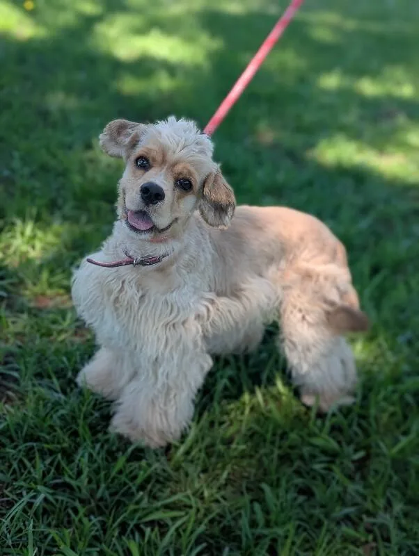 A young medium-sized female Yellow / Tan / Blond / Fawn Cocker Spaniel dog named Rose for adoption in Aiken, SC