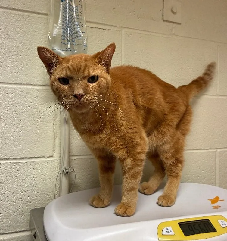 An adult medium-sized female Tabby (Orange / Red) Domestic Short Hair cat named Aunt Mimi for adoption in Cincinnati, OH