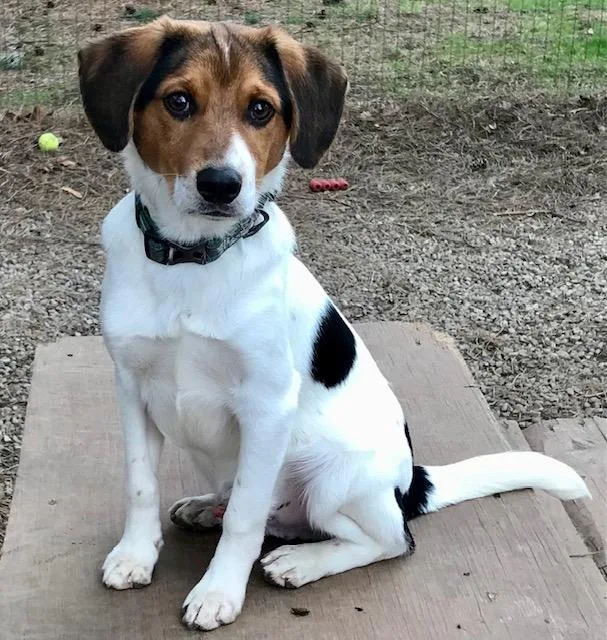 A young small-sized male Beagle dog named Orville for adoption in Honeoye Falls, NY