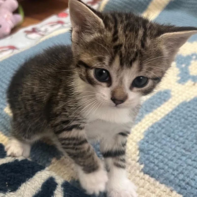 A baby small-sized female Brown / Chocolate Domestic Short Hair cat named Princess Bitsy for adoption in East Hanover, NJ