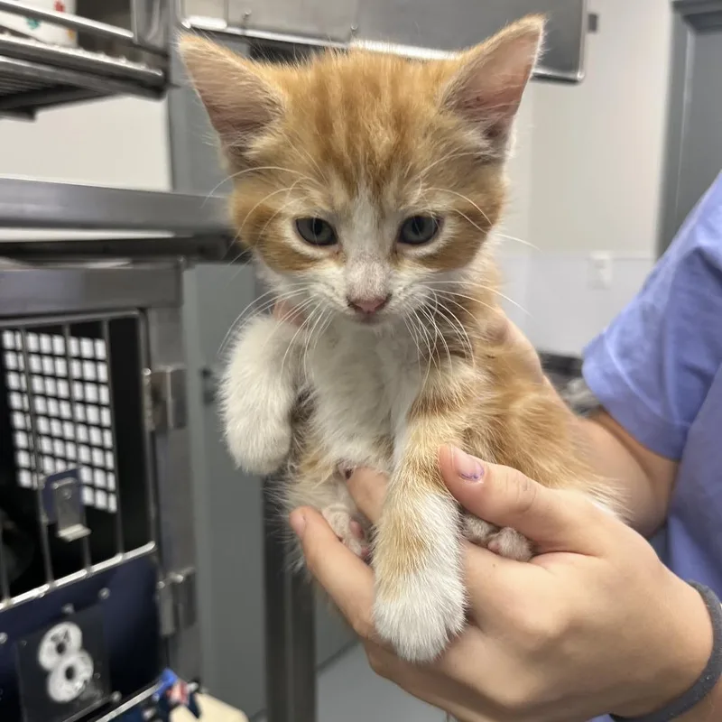 A baby small-sized male Orange / Red Domestic Short Hair cat named Fleece for adoption in Mount Vernon, IN