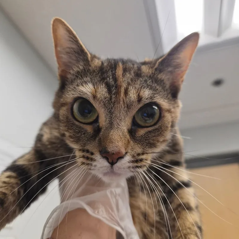 An adult medium-sized female Brown / Chocolate Domestic Short Hair cat named Mochi for adoption in Jacksonville, FL
