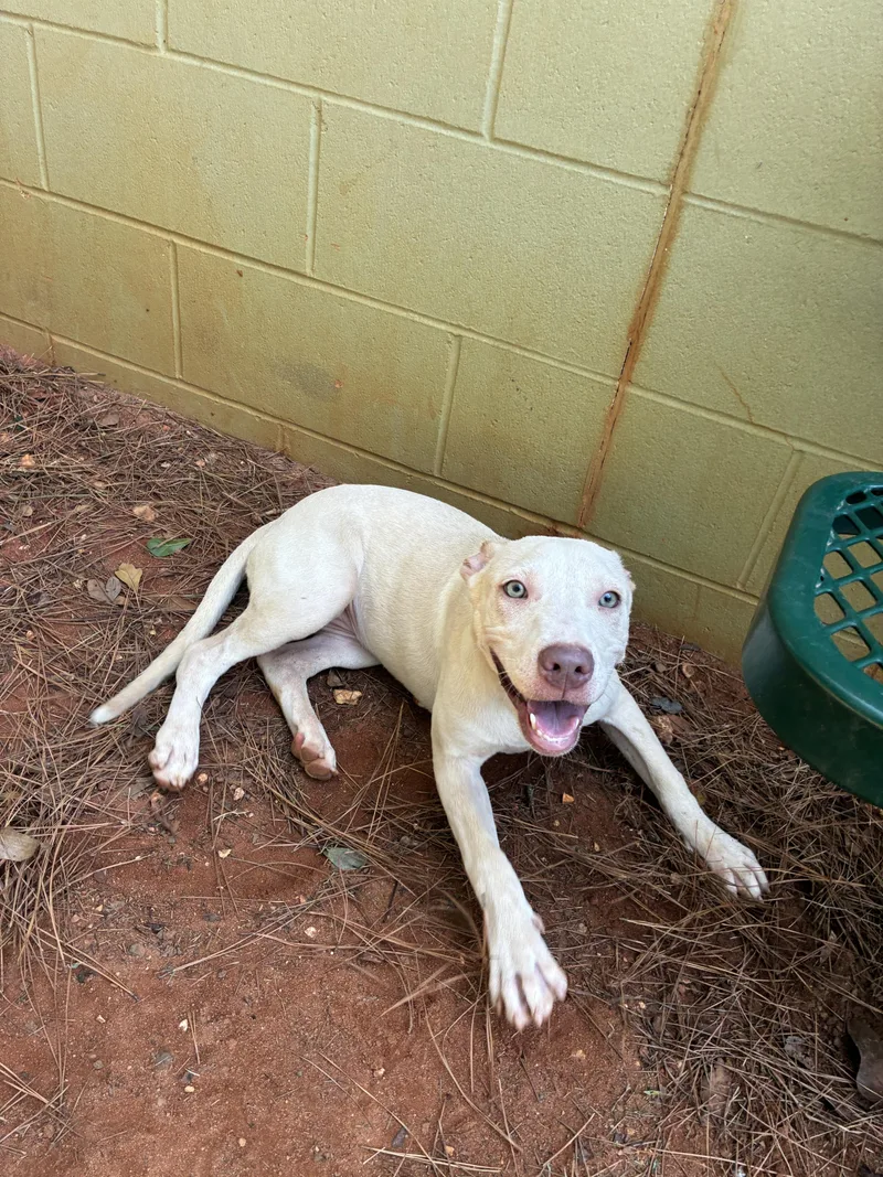A young medium-sized female White / Cream Labrador Retriever dog named Louise for adoption in Summerdale, AL