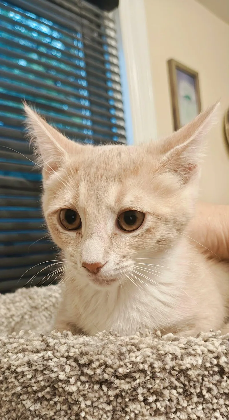 A baby medium-sized female Tabby (Buff / Tan / Fawn) Domestic Short Hair cat named Zen for adoption in Springfield, PA