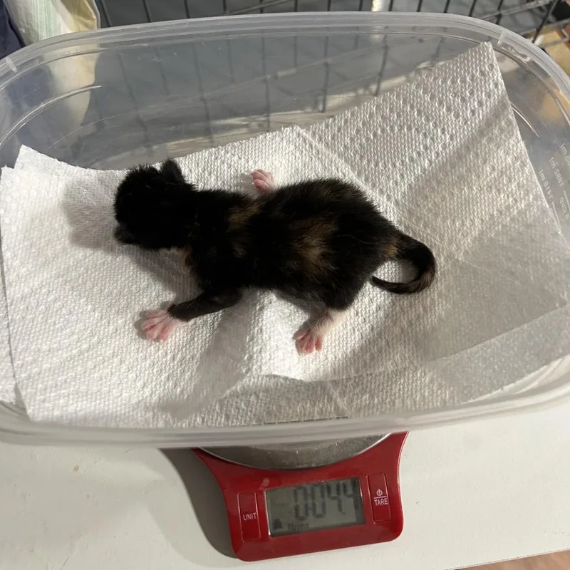 A baby small-sized female Tortoiseshell Domestic Medium Hair cat named Cheesecake Cupcake for adoption in Columbia, MO