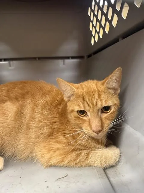 A young medium-sized male Domestic Short Hair cat named Benny for adoption in Fort Myers, FL