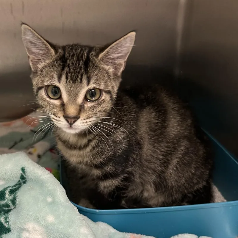 A baby small-sized male Gray / Blue / Silver Domestic Short Hair cat named Monroe for adoption in Naperville, IL