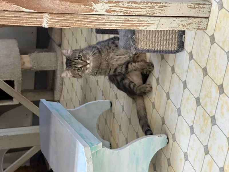 Kelpievery Shy thumbnail 2