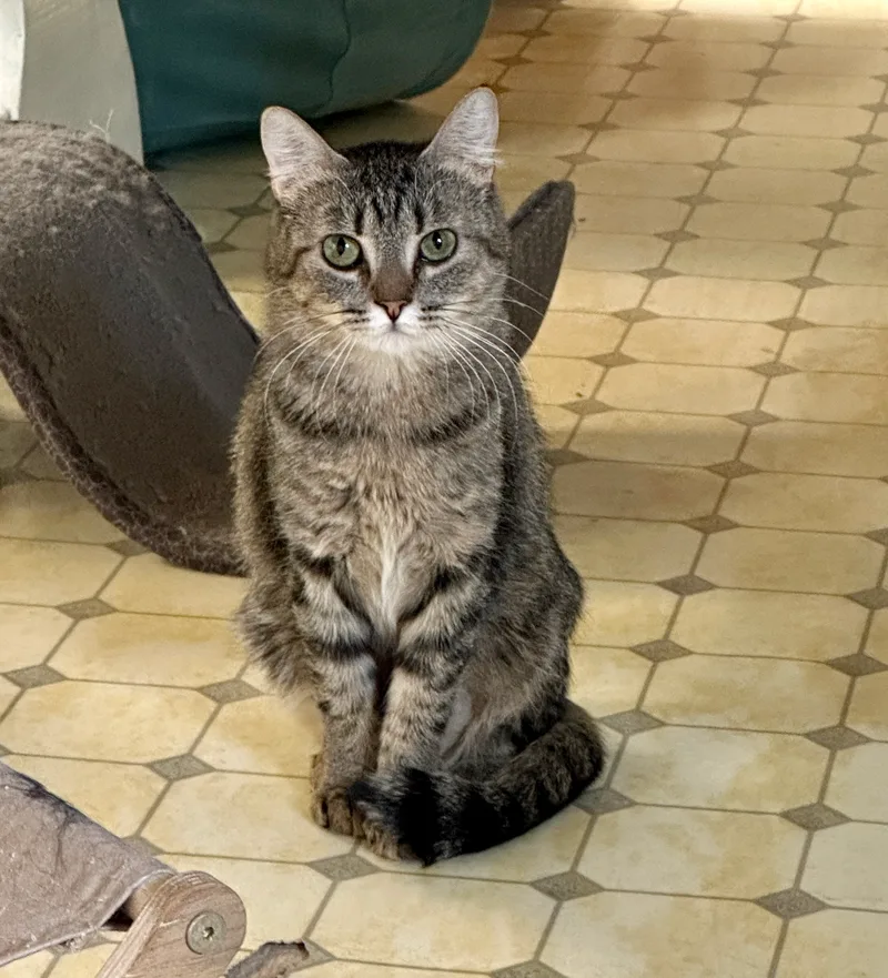 Kelpievery Shy thumbnail 3