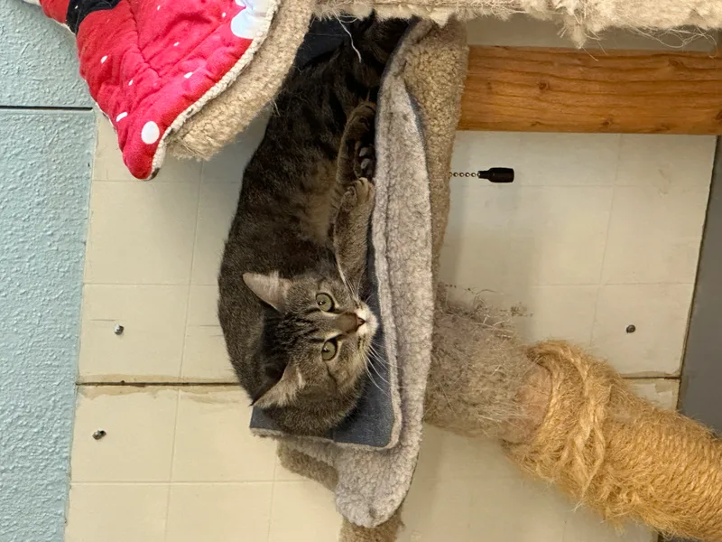 Kelpievery Shy thumbnail 4