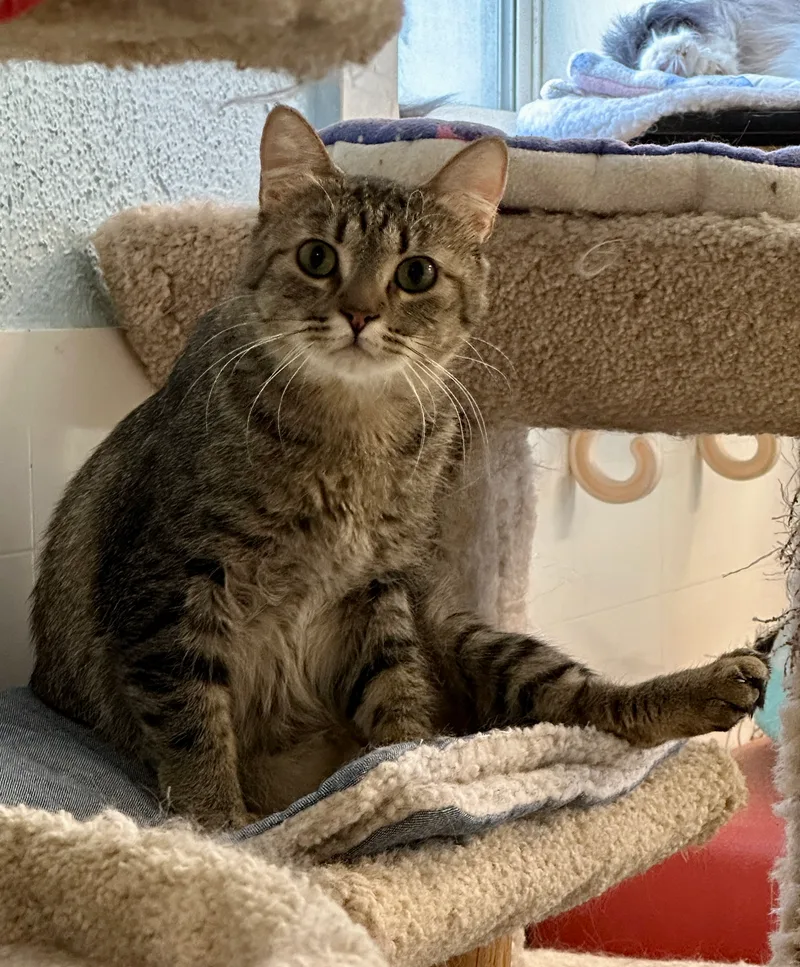 Kelpievery Shy thumbnail 5