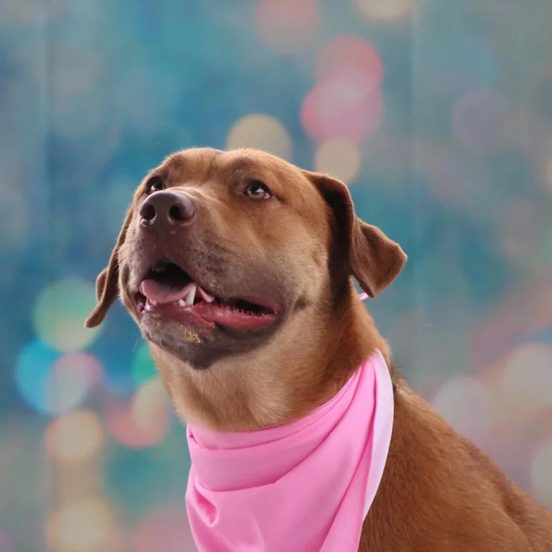 Rosie Posie Jum thumbnail 2